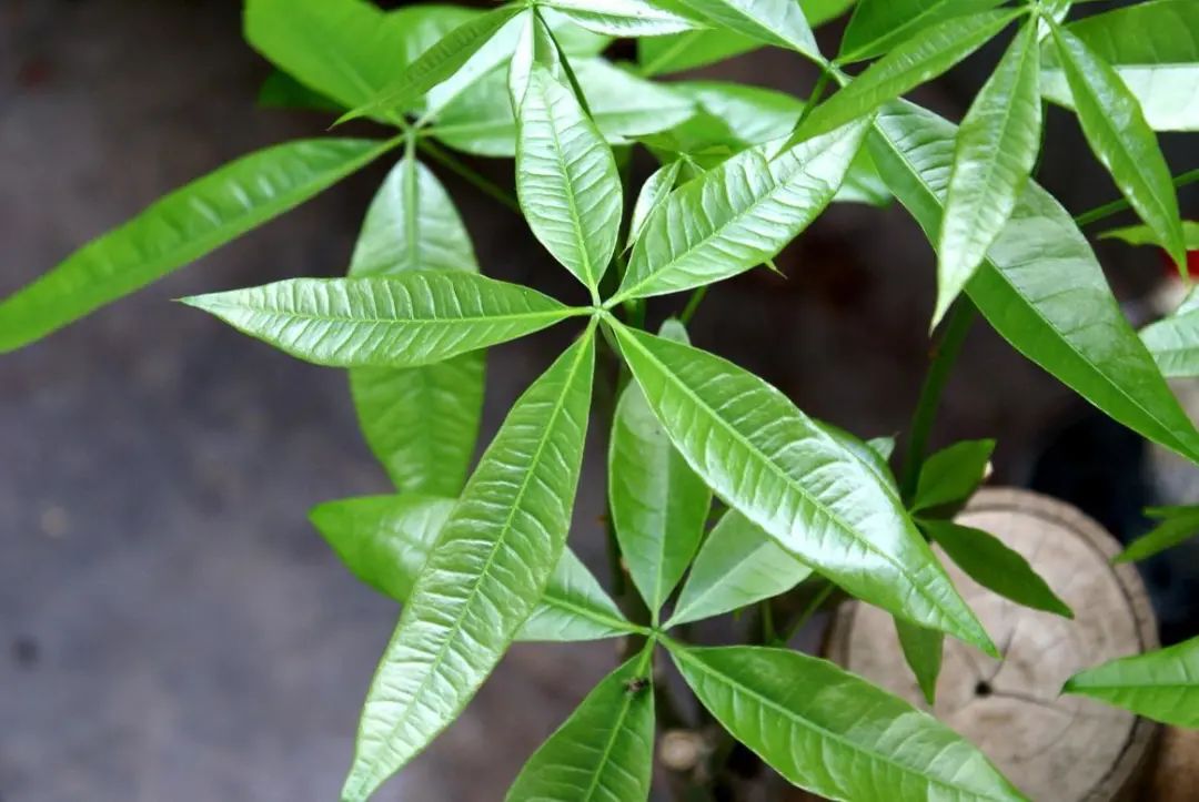 "分四季"养发财树,哪怕是给它编个"辫儿",它也要乖顺听话