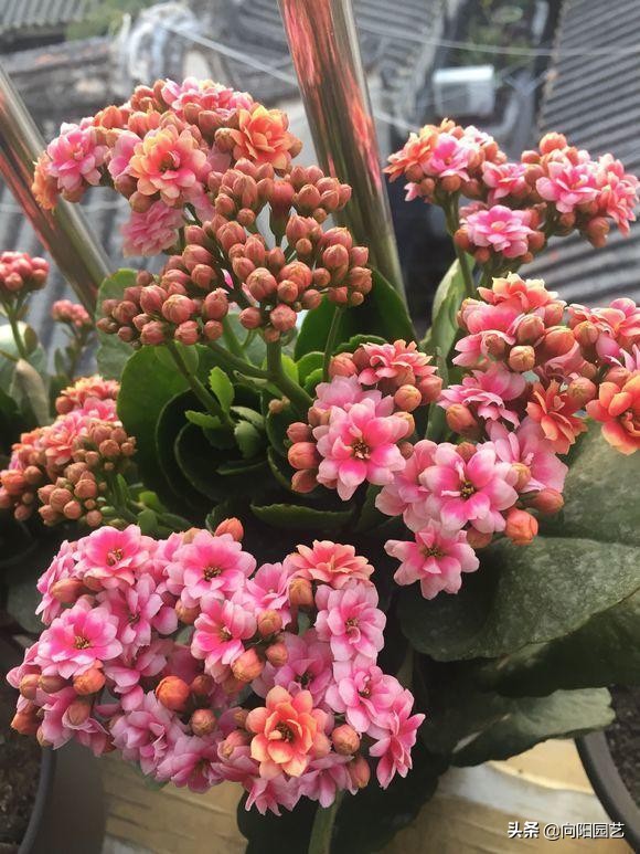 秋冬季节，可以养这5种花，放在阳台上，秋冬季节都是花期