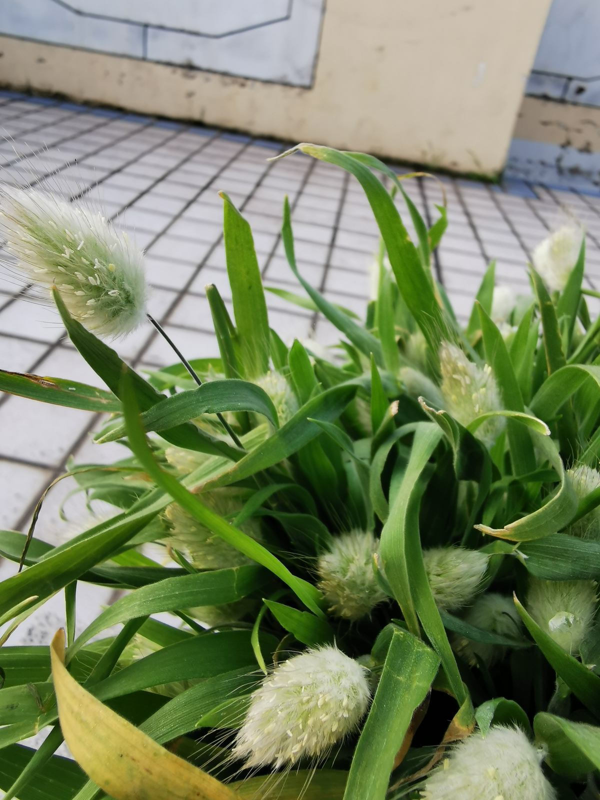 开花多，好养活，抗病虫，这才应该是“真正网红花”