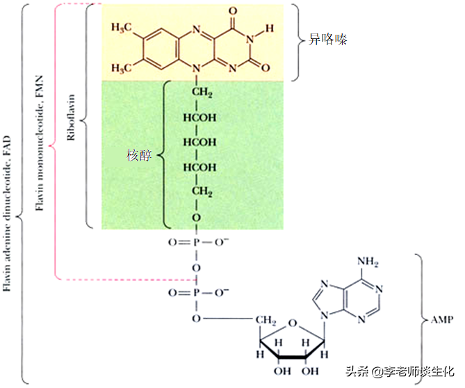 核糖（ribose）与脱氧核糖参与的生化过程