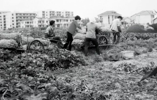 1977年一女会计被判死刑，贪污4.5万元找了7名情夫，却被情夫举报