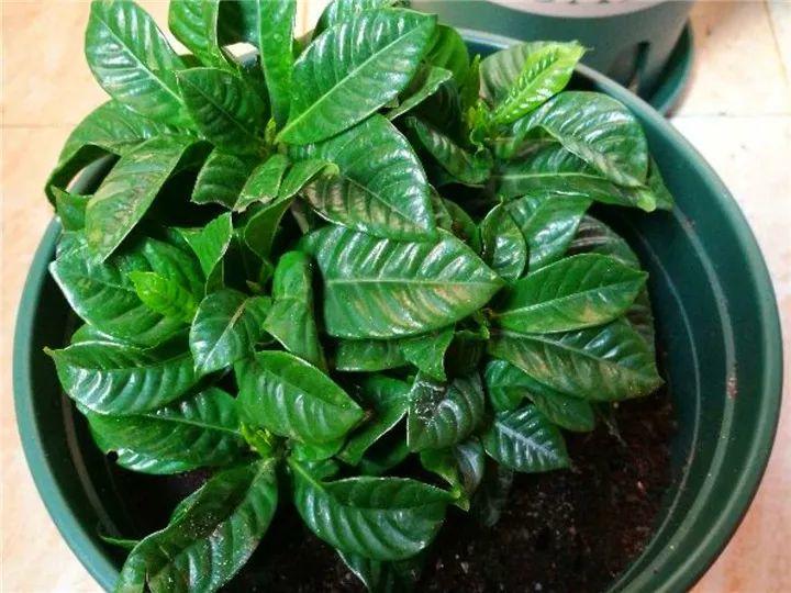 想要长寿花冬天抗冻一点,趁现在撒把肥,叶子厚实开花还多