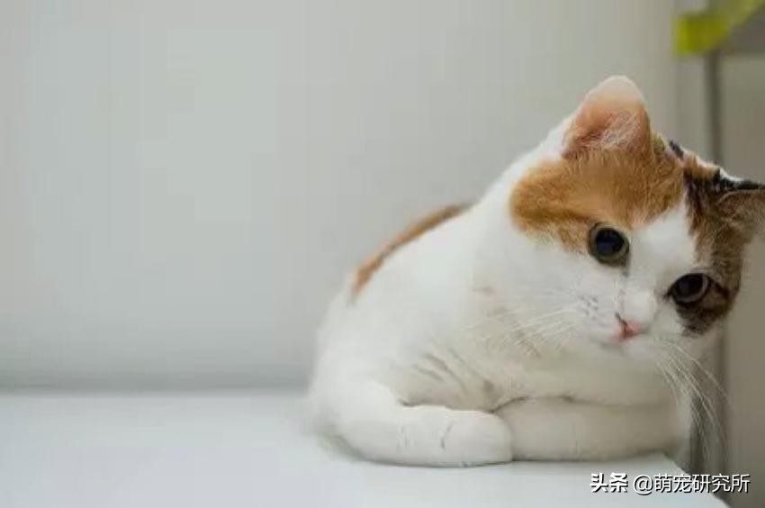 一定要让猫咪远离这几样东西，否则后果不堪设想