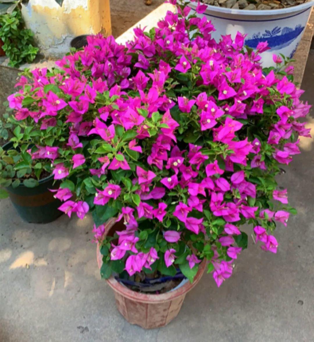 想要长寿花冬天抗冻一点,趁现在撒把肥,叶子厚实开花还多