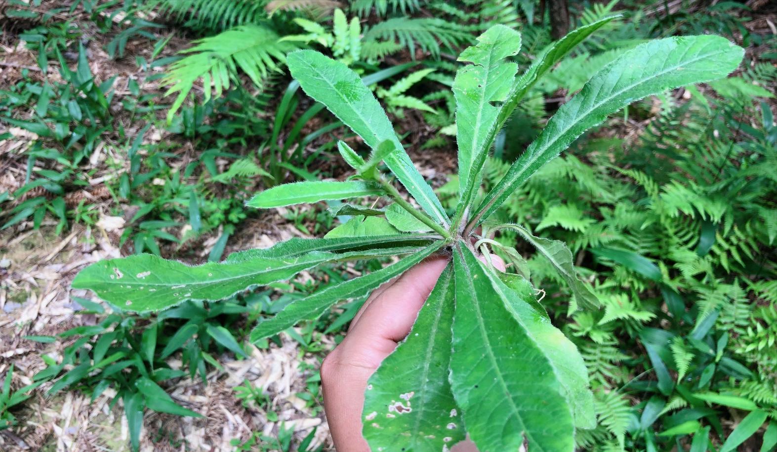 地膽頭的功效與作用,地膽頭什麼人不能吃