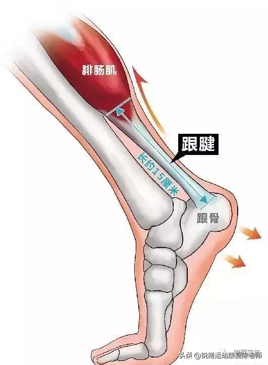 踢足球后脚底痛原因(JioJio疼？帮你看透足底疼痛)