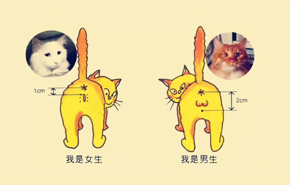 公猫母猫怎么分辨图片（教你5招辨别雌雄猫咪）