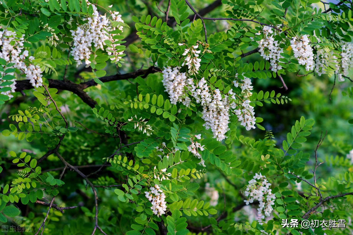 晚春槐树诗词七首,青槐夹道长安,绿槐阴里相思,南柯梦里槐安国