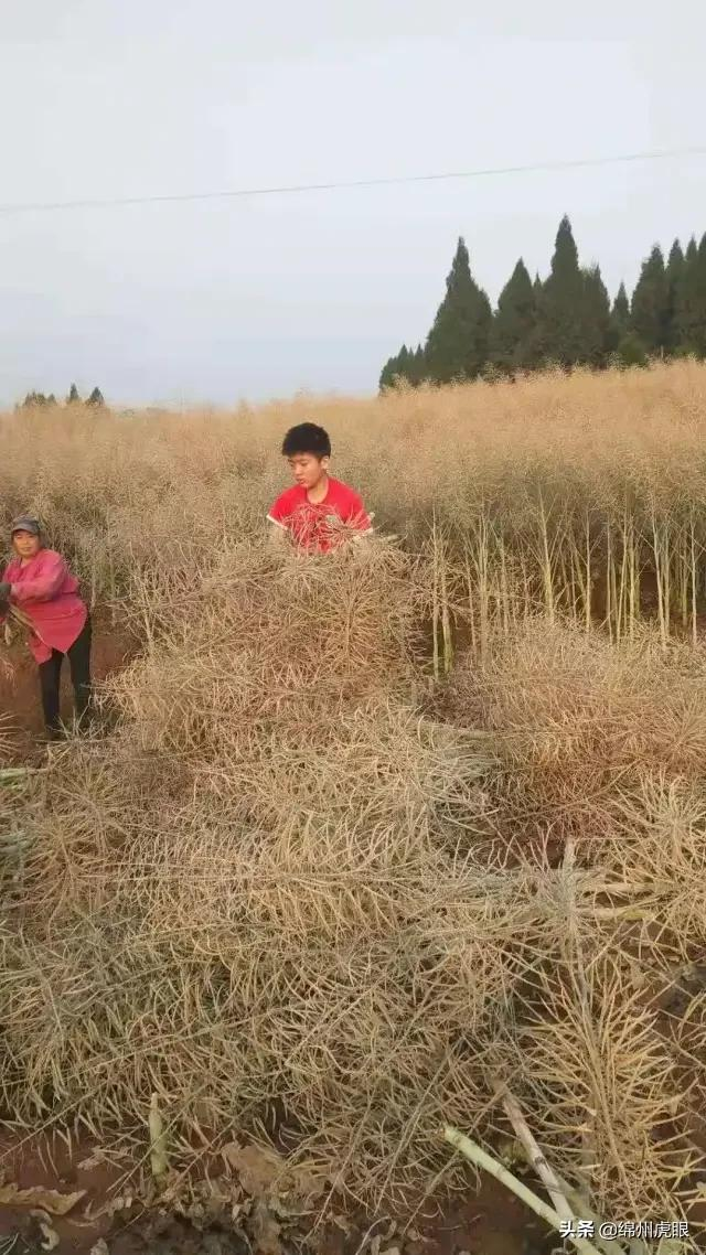 好心疼！绵阳十二三岁的娃娃，竟被学校赶下田去插秧子
