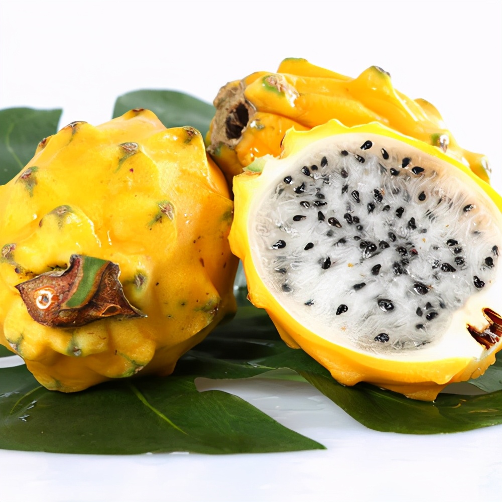 红绣球火龙果(火龙果的11个大系种类介绍)