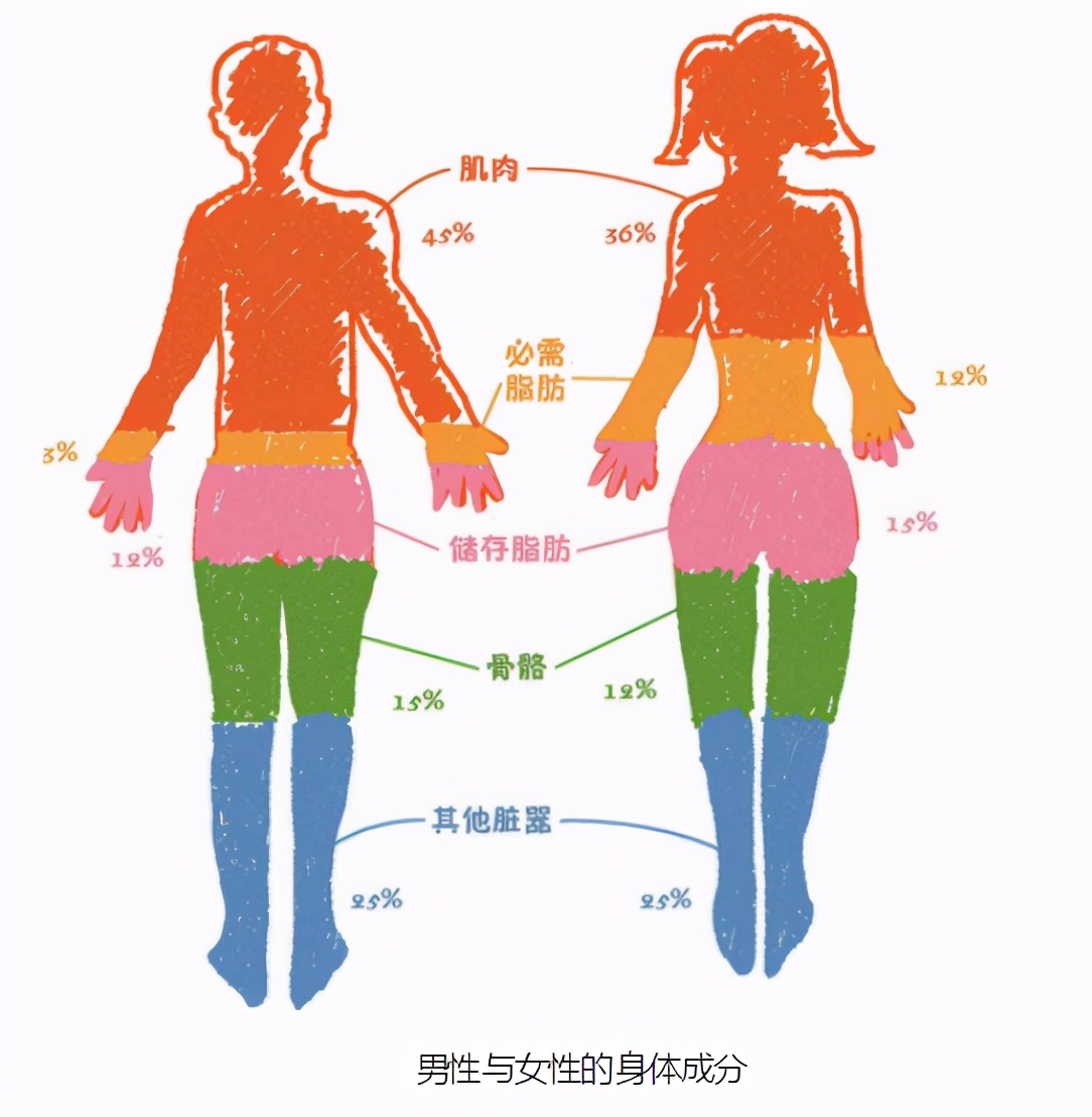 人体多少块骨头组成(了解自己的身体) - 青木春