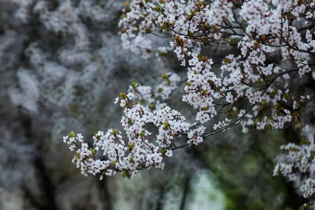 国家级一流！厉害了我的云南农大