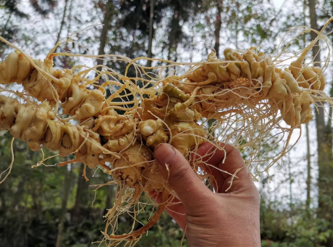 竹根七多少钱一斤(它叫“竹节参”：过去没人挖，如今野生罕见了，种植的每斤150元)