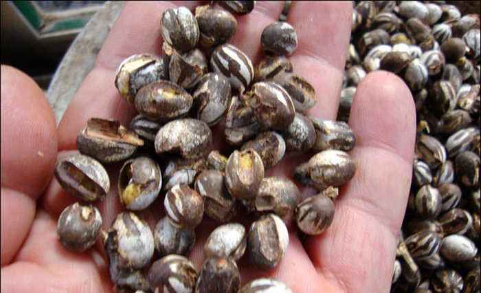 农村常见的洋辣子是什么东西?该怎么防治?