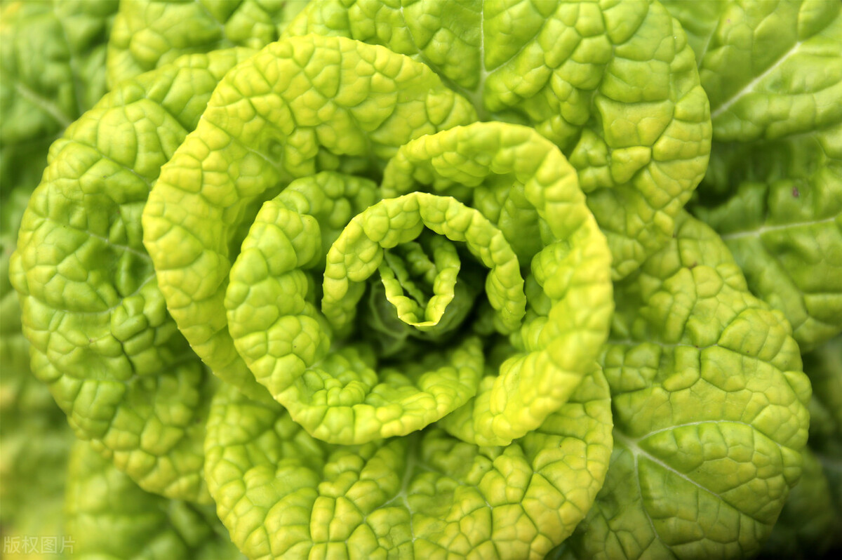 白菜什么时间种?4个栽培季节的品种各有不同,管理法各异