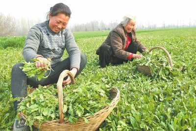 “到了三月三，荠菜当灵丹”，好吃美味的荠菜，种植难吗？