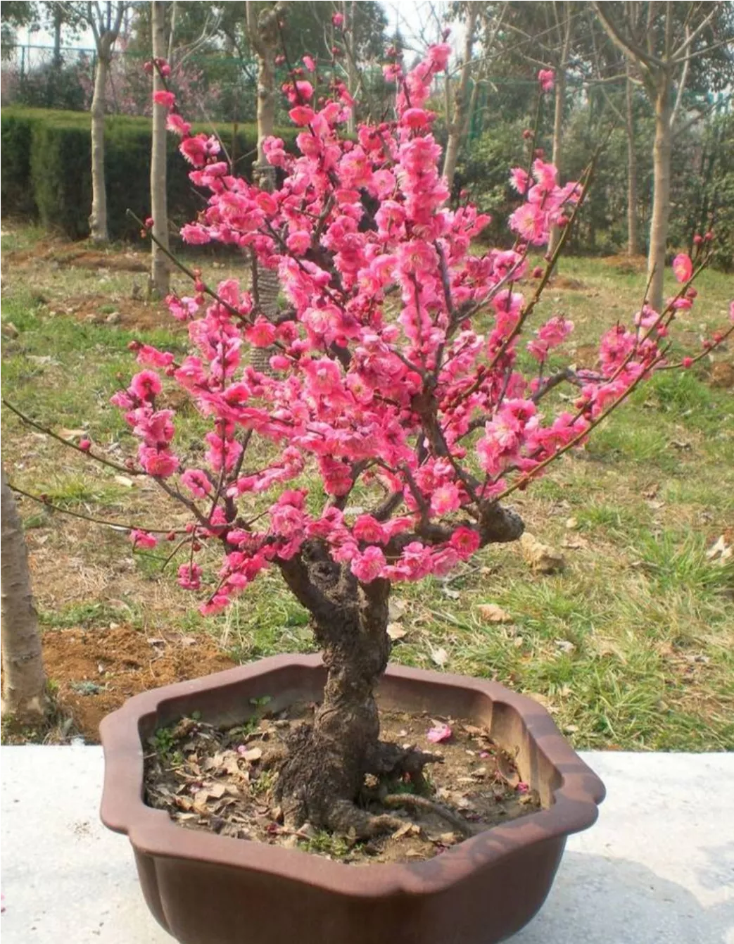 【观赏名花】梅花盆景的取材与制作管理，花香色艳，值得关注收藏