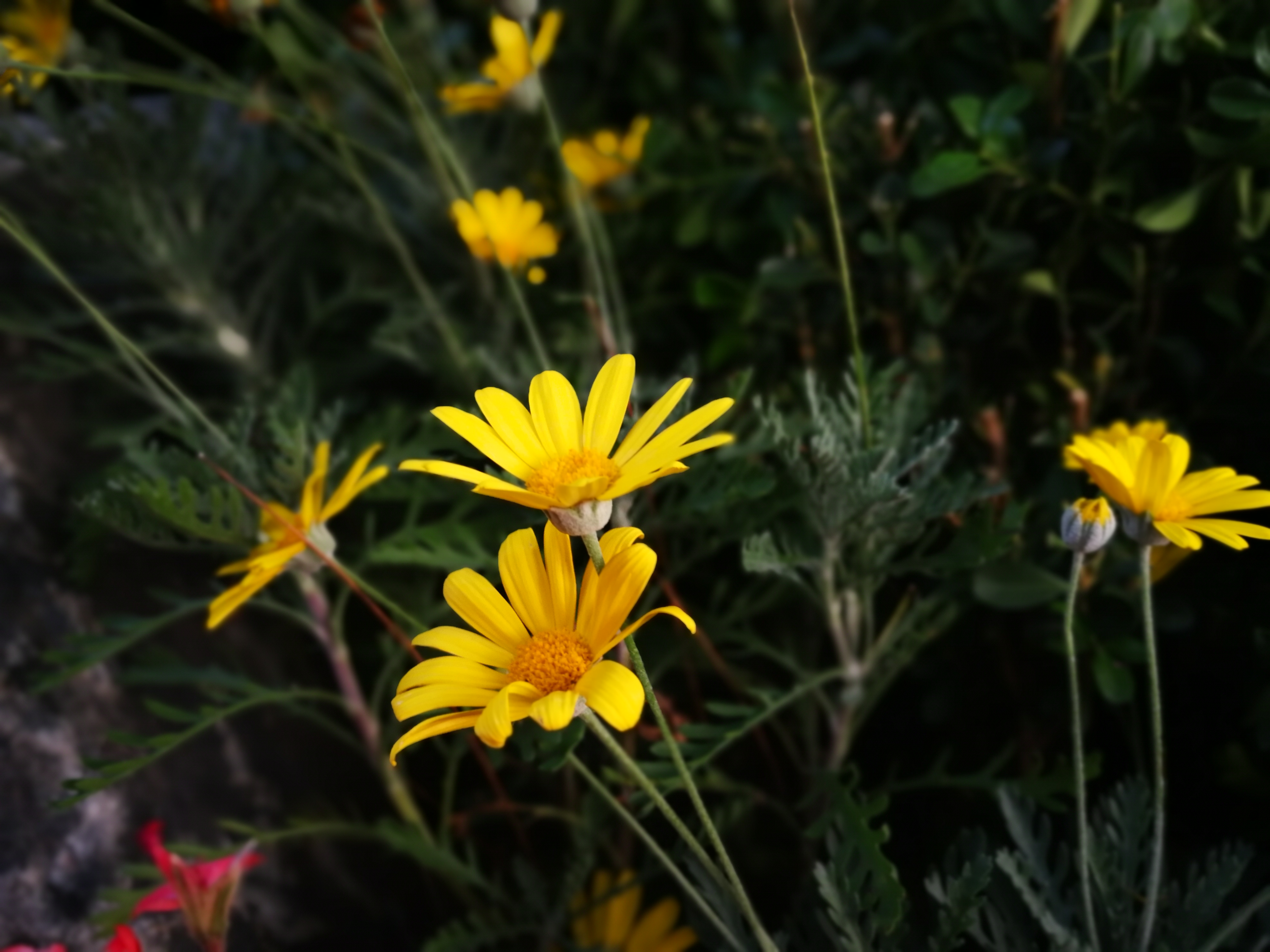 木春菊容易长成花球,一年摘两次心,开花爆盆,四季开不停 | 佳辰