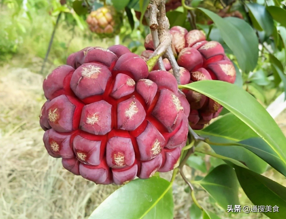 八种不常见但又很美味的水果