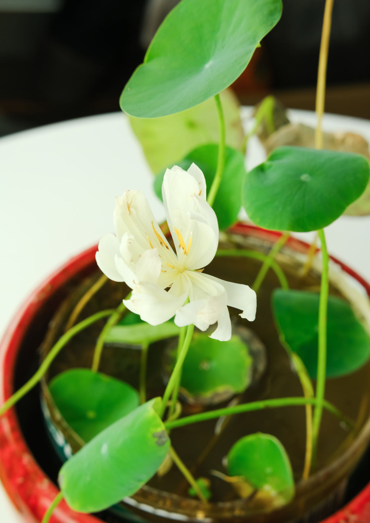 1种荷花能养在碗里，堪称莲花的微型版本，资深老花农都知道