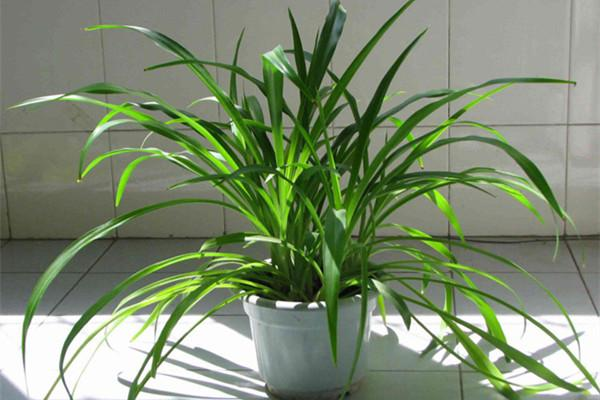 吊兰有千万个品种,吊兰能净化室内的空气,你家养的是哪一种?