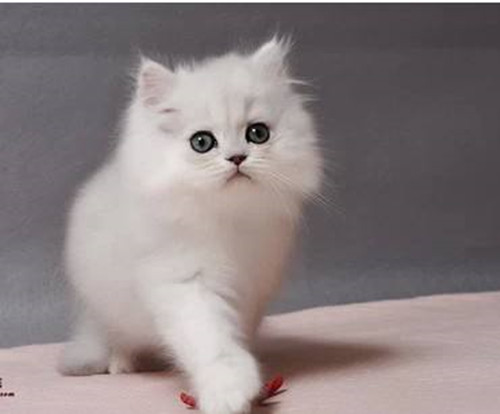 三分钟带你了解完金吉拉猫，你喜欢这只小可爱吗？
