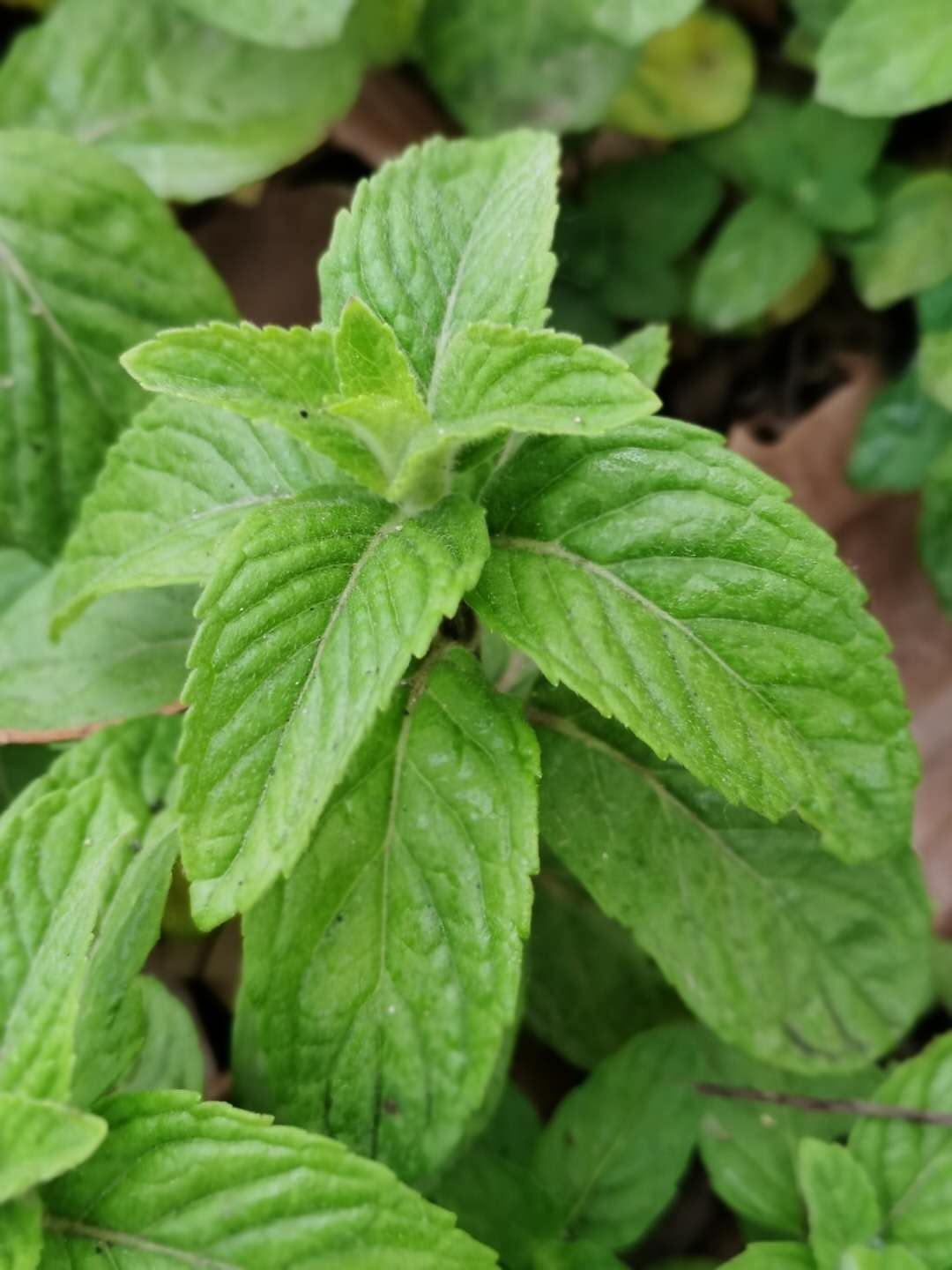 鱼香菜的功效与作用(五一节) - 行就行