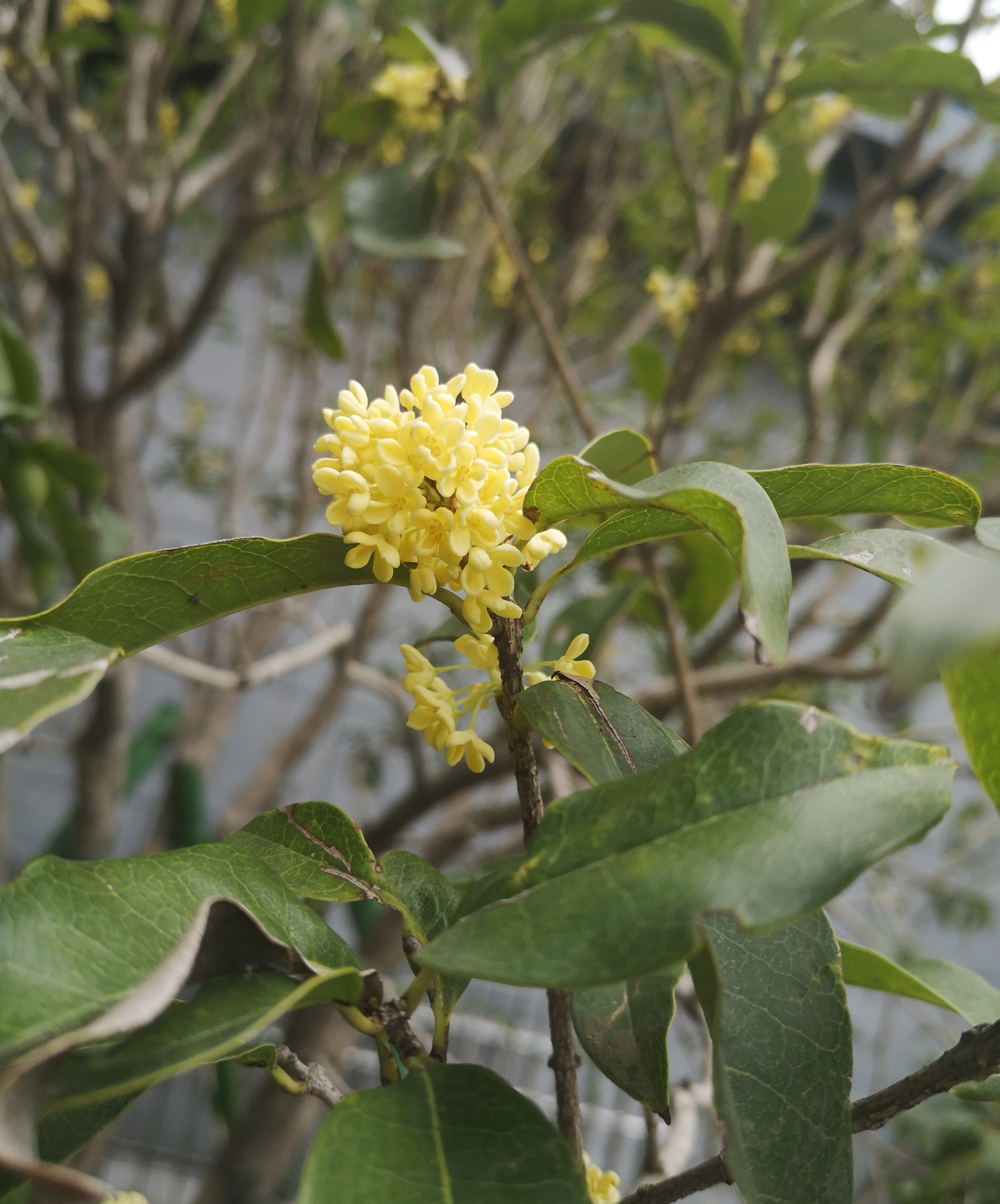 八月桂花逸清秋 十首妙辞人间留