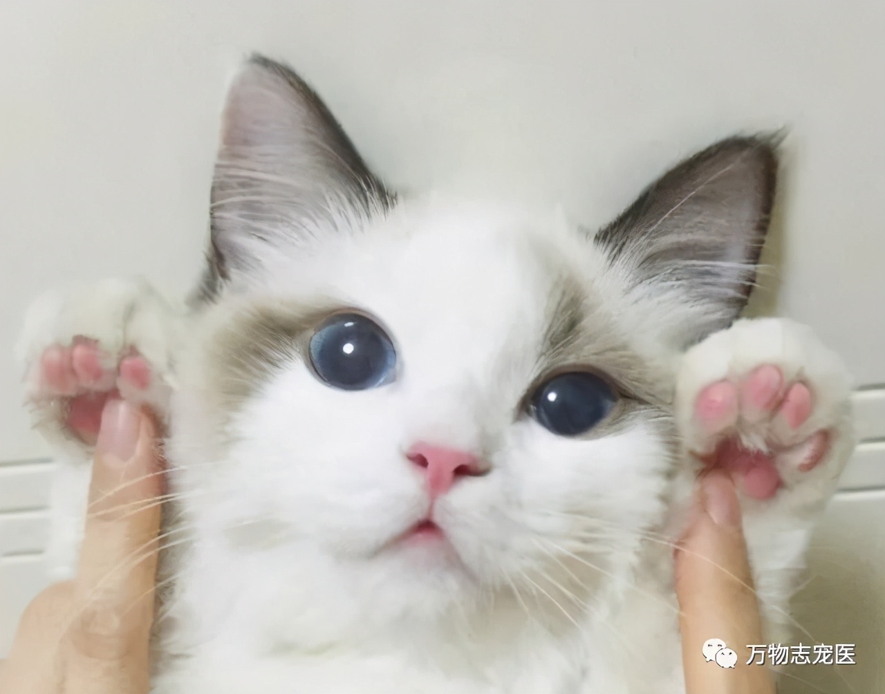 猫咪出现以下表现，八成是感染了寄生虫