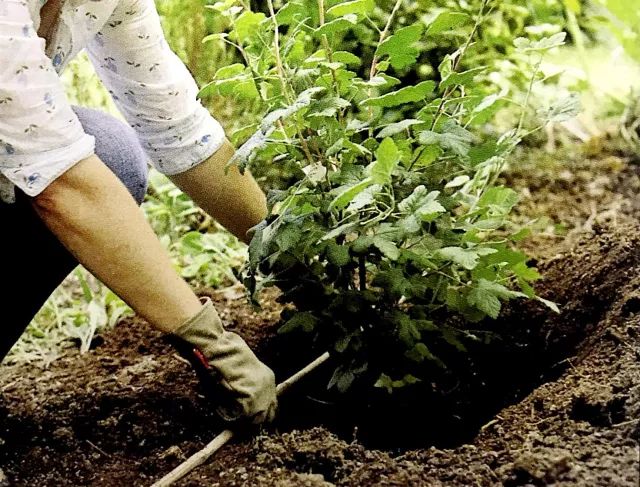 种植大有讲究哦，四步骤即可完成的灌木栽种方法，不容错过