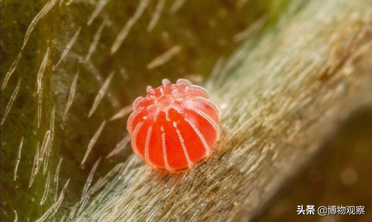 蝴蝶是胎生动物还是卵生动物(自然科学知识——蝴蝶的一生,从卵开始)