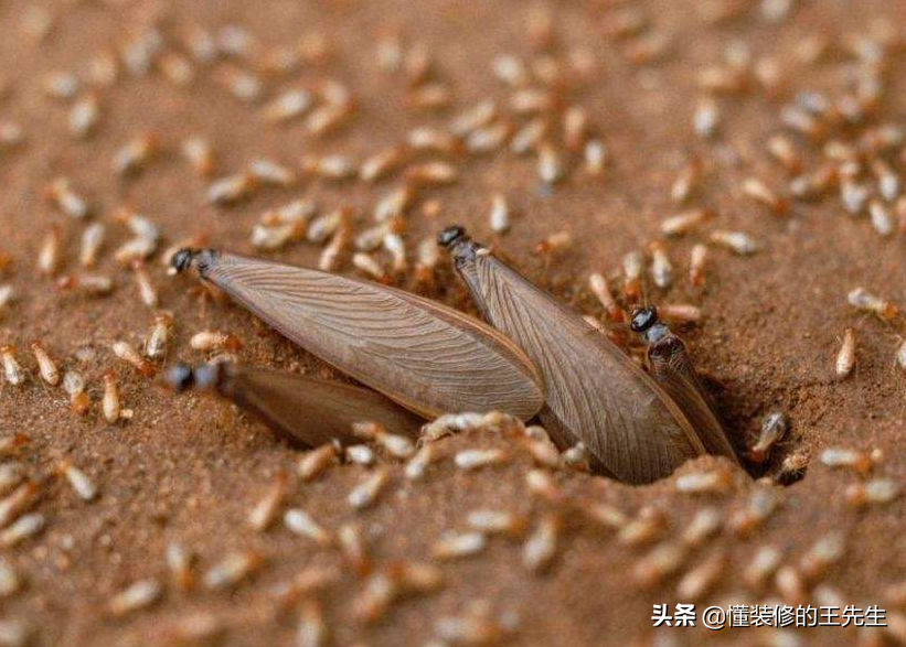 白螞蟻怎么消滅,白螞蟻怎么消滅用什么藥治