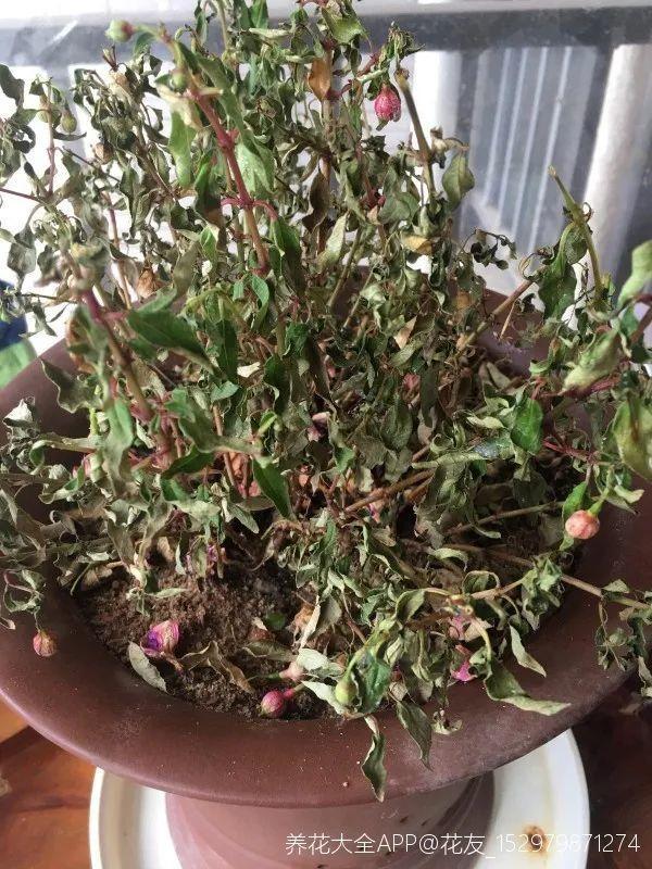 nba为什么浇水（天热了，花需水量太大，一天不浇水，立马死给你看）