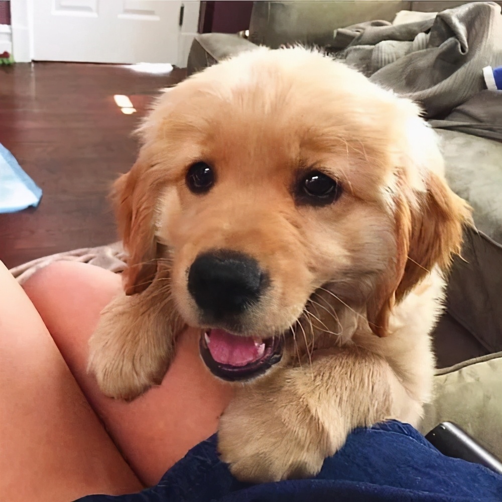 为什么金毛这么讨人喜欢?几个优点足够解释什么叫狗界暖男模范