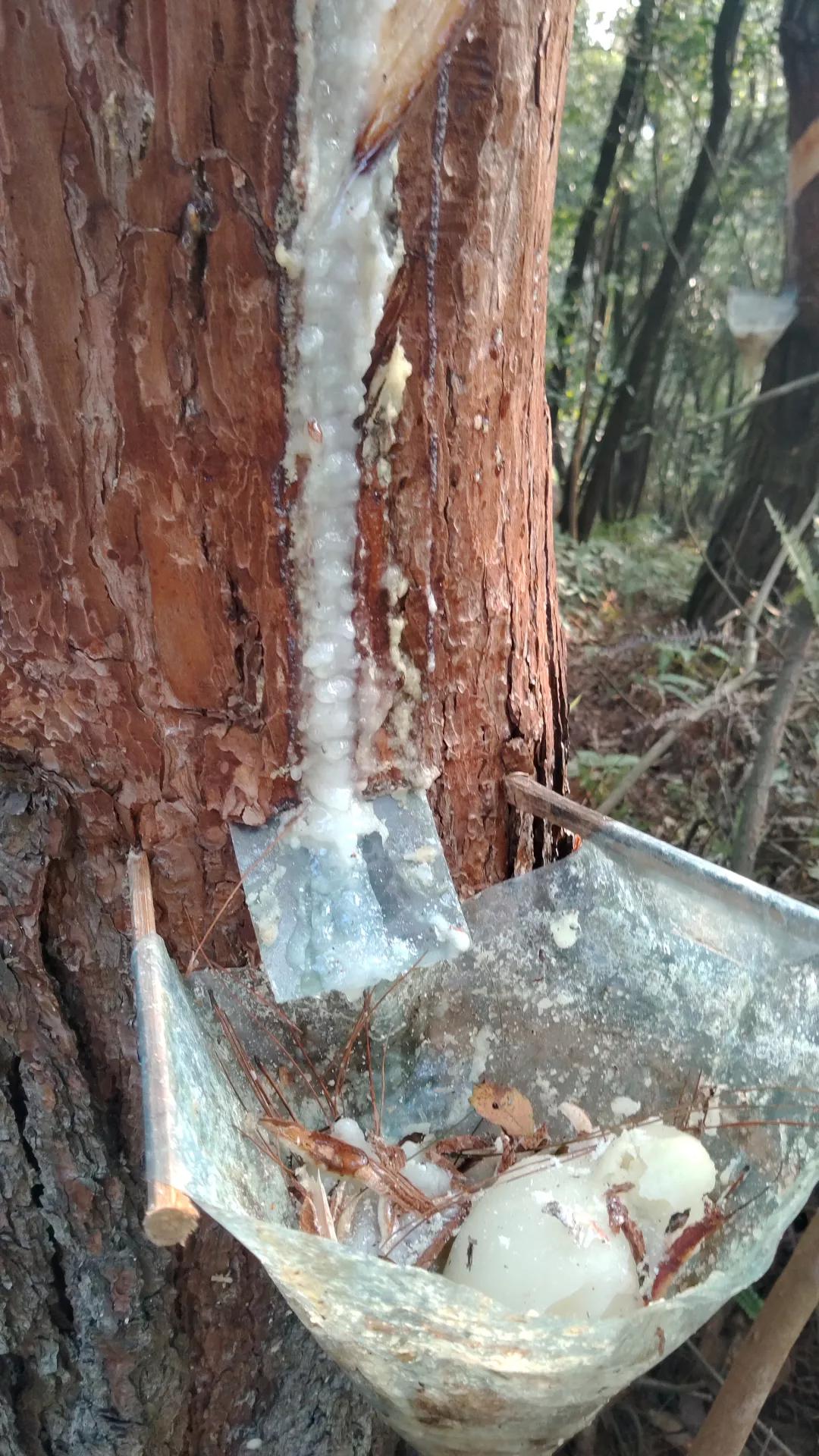 松脂油今日价格(松脂油价格多少钱一斤)_友友