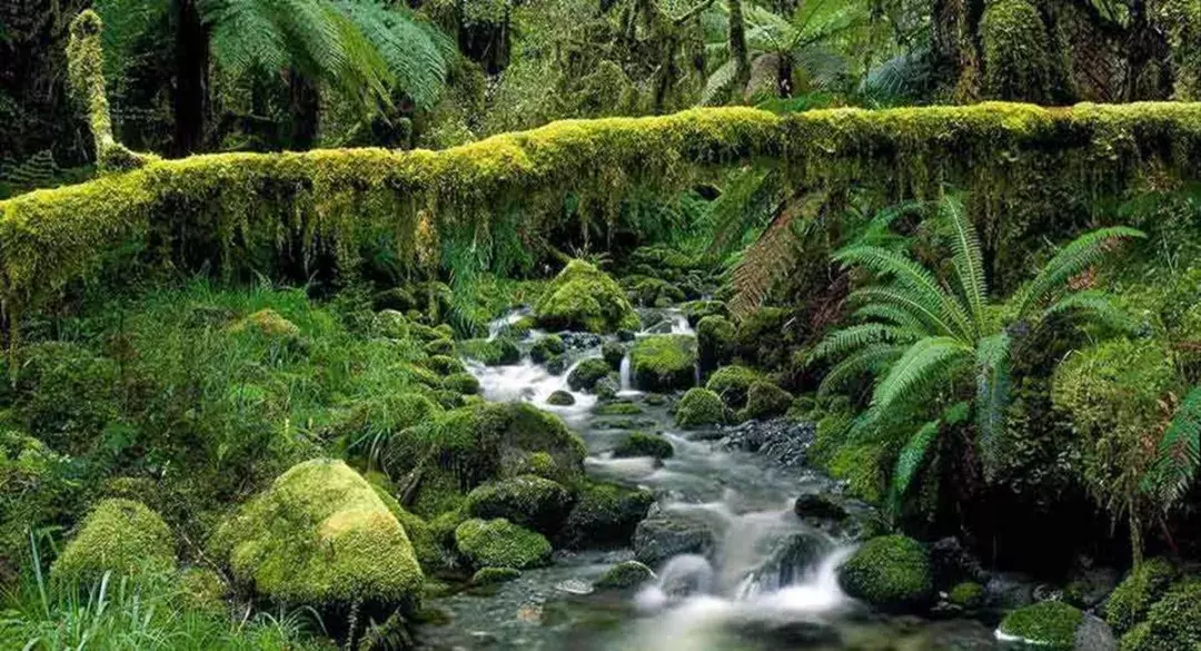 热带雨林气候的特点（巴拿马热带雨林气候的特点）-第4张图片-尚力财经