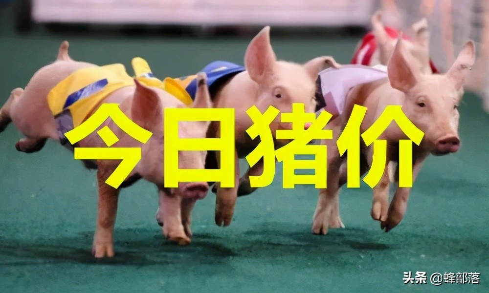 猪价8元观望，热钱进入猪市，猪肉价格上涨？控制好自己的菜篮子