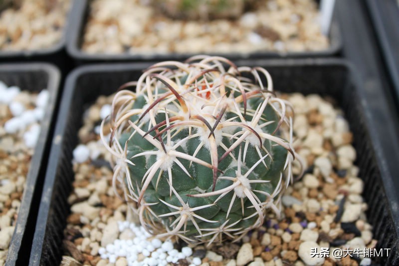 顶花球之王-----钢钉Coryphantha tripugionacantha