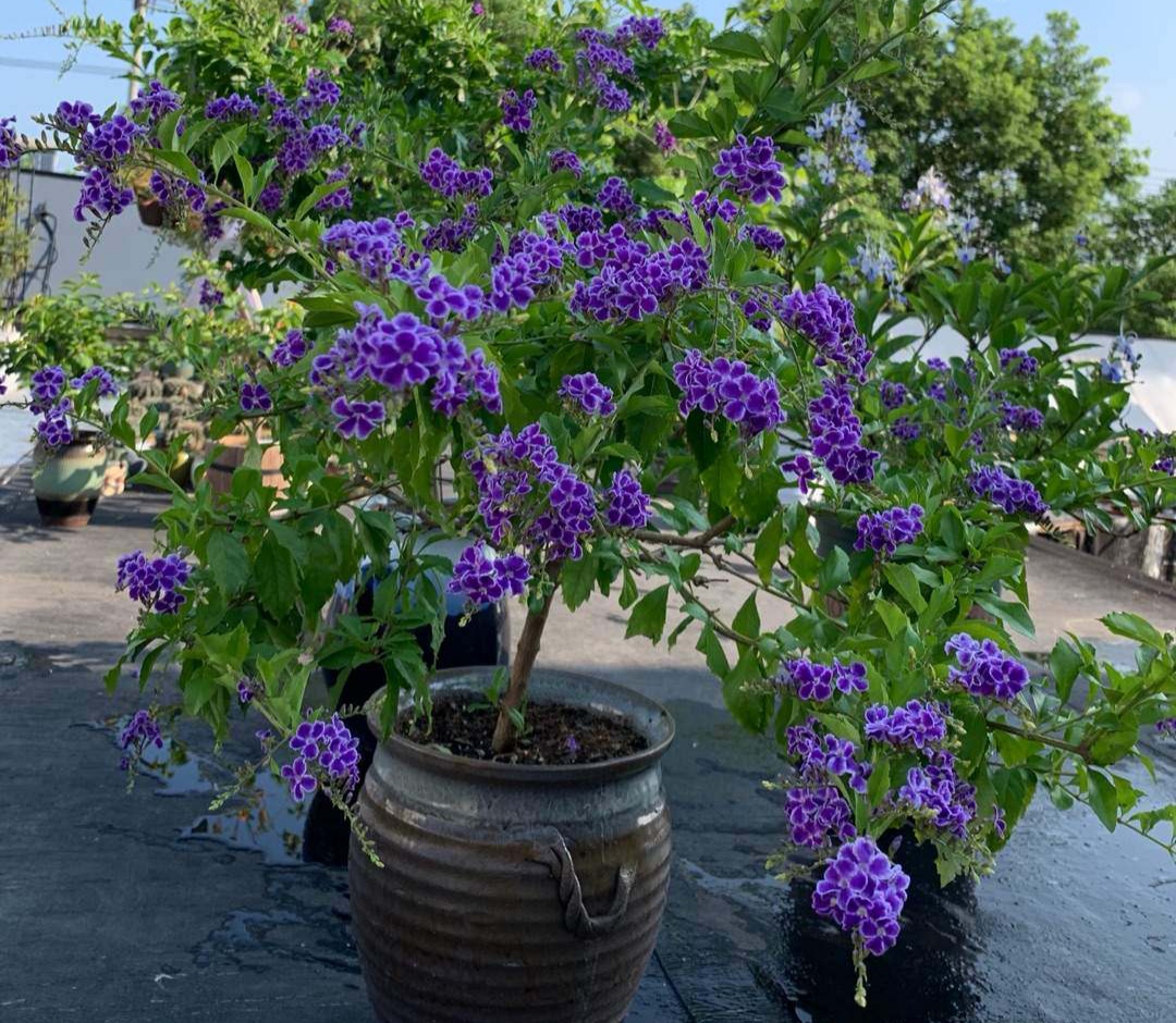 开紫色花的植物的图片及名称（带你了解高雅的紫色花草）