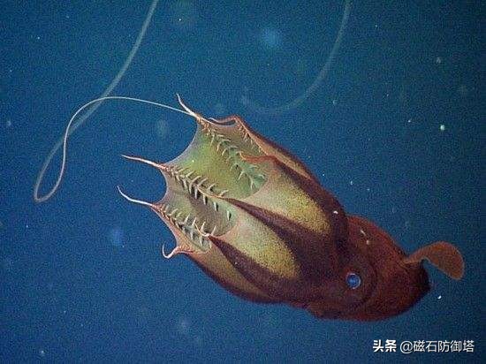 吸血鬼烏賊,吸血鬼烏賊圖片