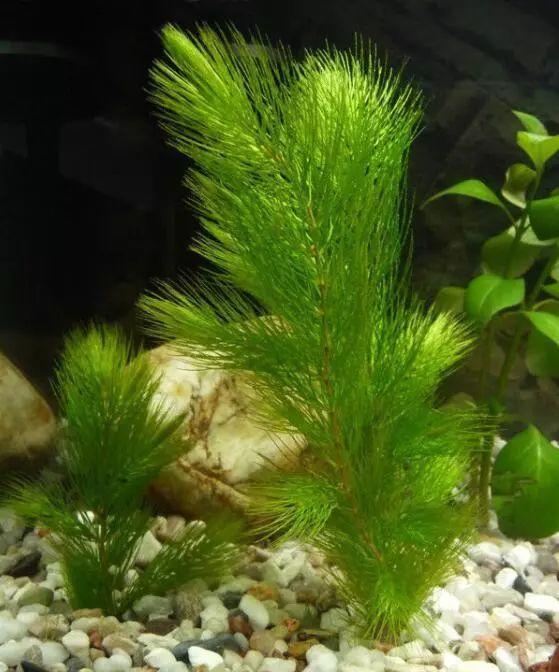 有水就能活的水草(有水种水草)-币圈之家