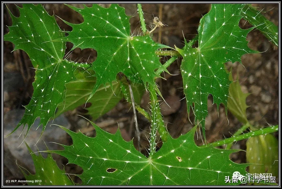 坏女人花，为什么被称为最危险的植物？