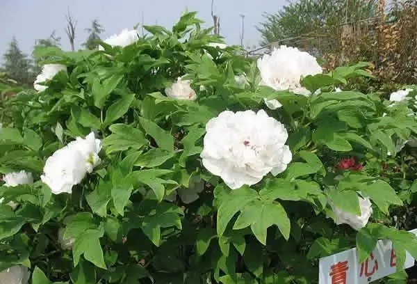 100种名贵牡丹鉴赏 绘画好素材（报花名）