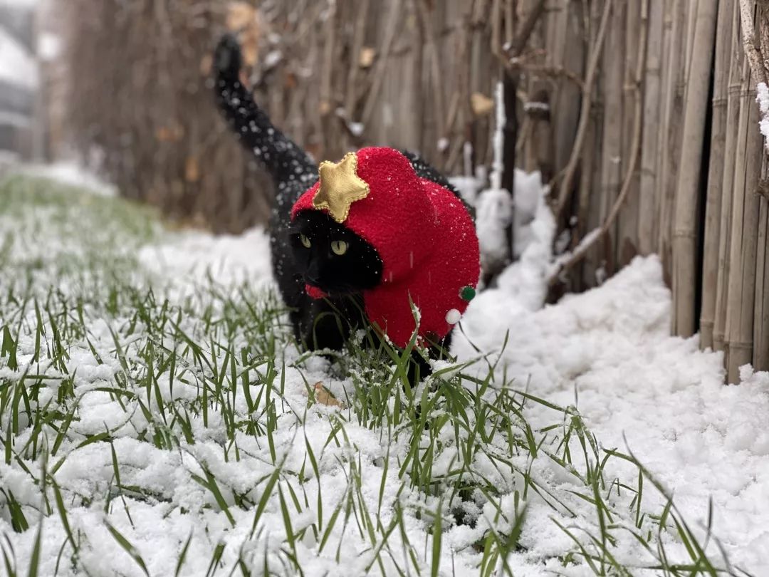 下雪啦！——总有些事不负所望