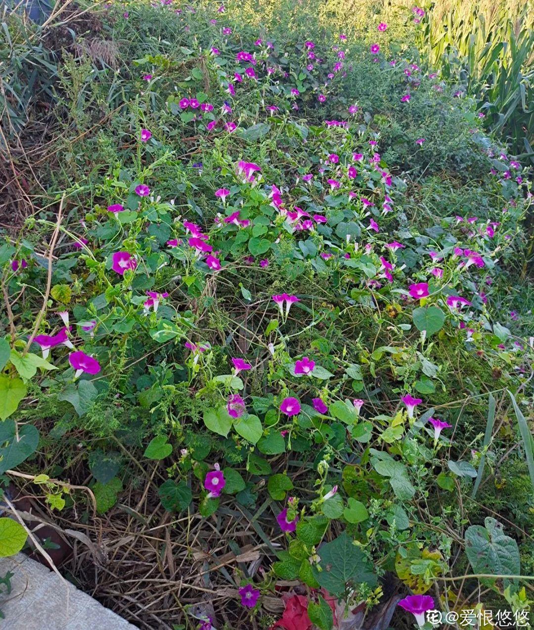 家里养棵爬藤花,防盗窗上养一棵,呼呼开花