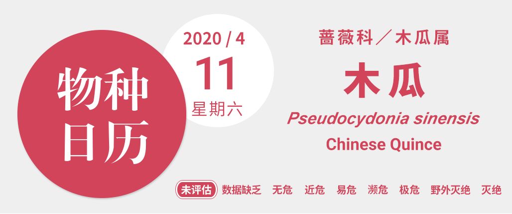 木瓜不是瓜，却以甜美滋养身心，天然果香尽在其中。