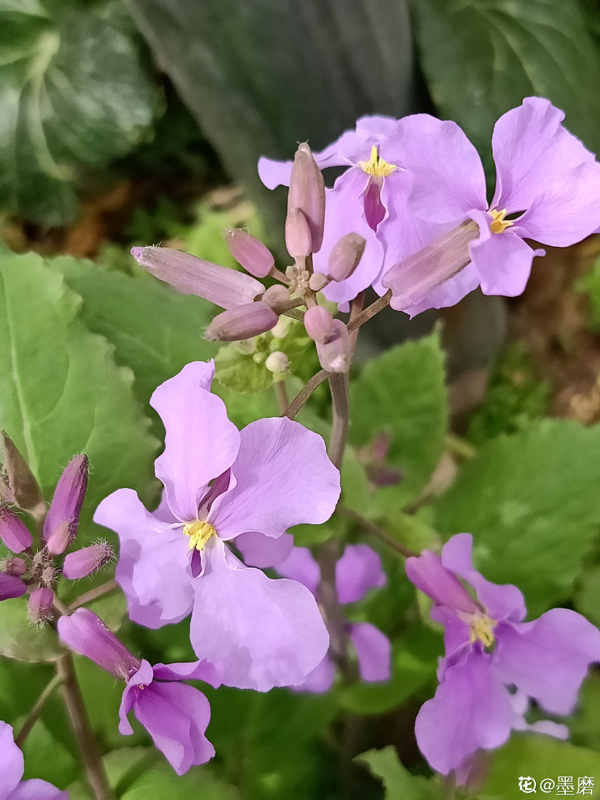 植物大全图片（带你了解这80种常见植物）