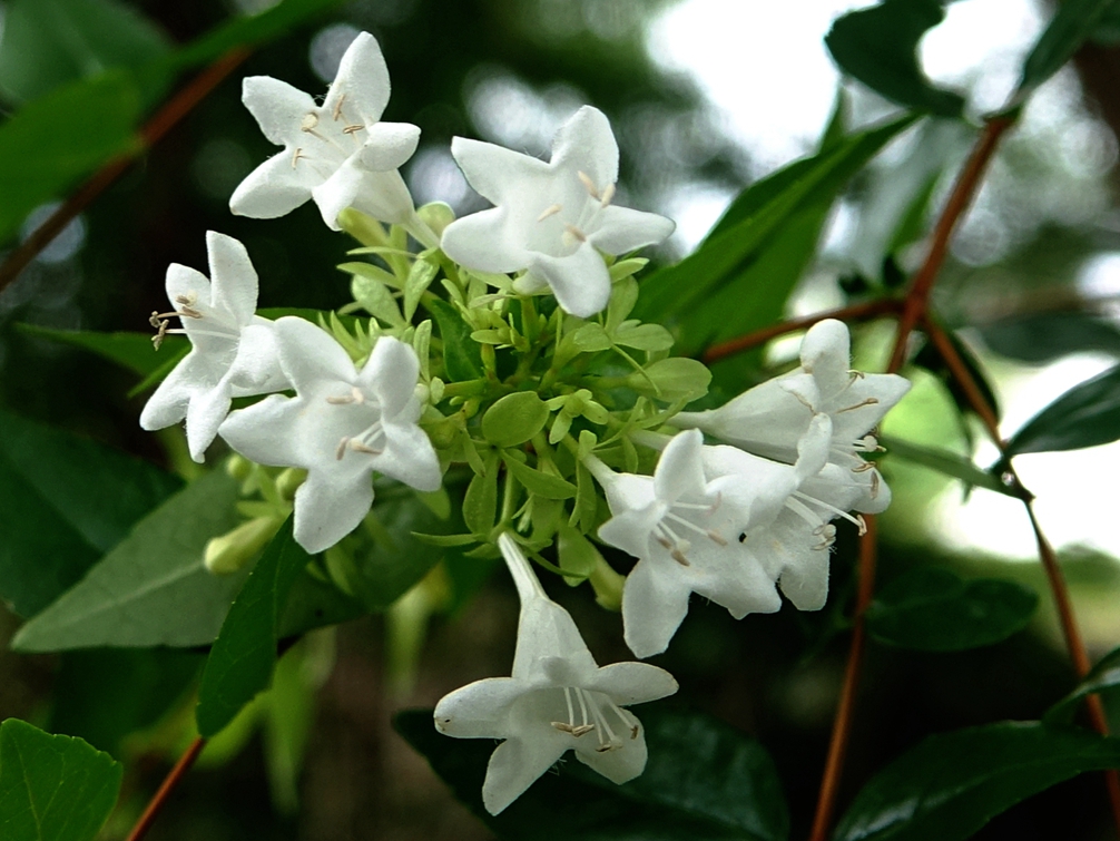 传说中的降龙木传说中的降龙木是什么树