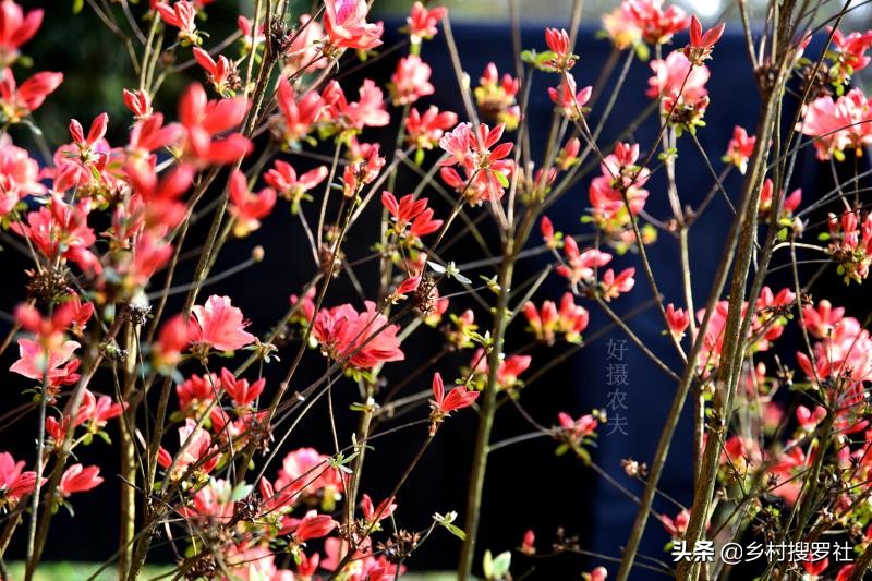 映山红花期开多久（分享植物映山红的开花期）