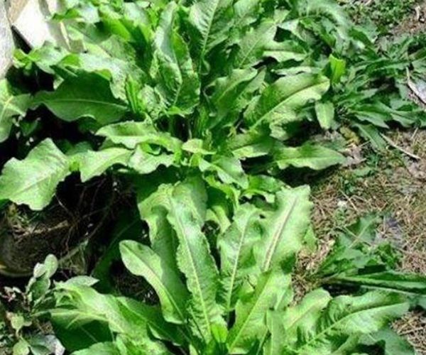 农村一种"牛舌头"野菜,曾经不被人重视,殊不知营养价值极高!